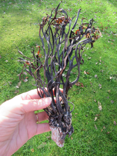 3 Kelp Trees and or Kelp strands. Great for sea and beach projects!!! Add to driftwood to make your sculpture stand above the rest!